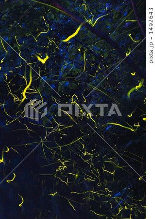 蛍がいっぱい 1492643