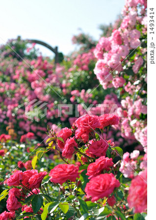 バラ園 1493414