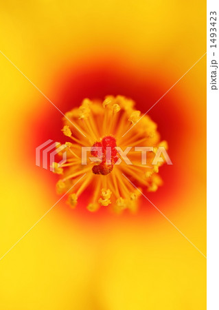 ハイビスカス 1493423