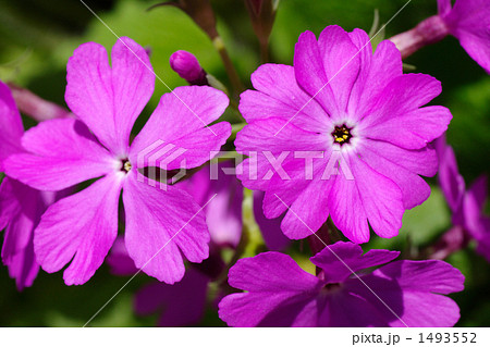 ８弁のサクラソウ 1493552