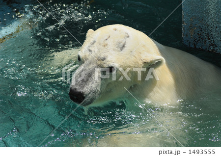 プールにつかるホッキョクグマ　天王寺動物園 1493555