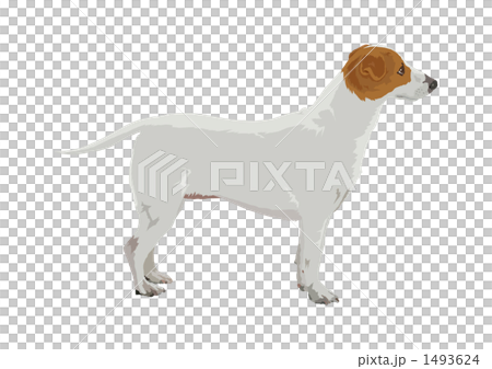 Jack Russell Terrier 1493624