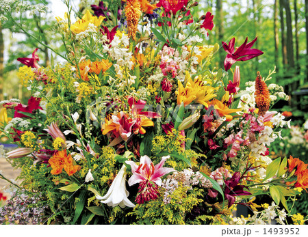 キューケンホフ公園  1493952