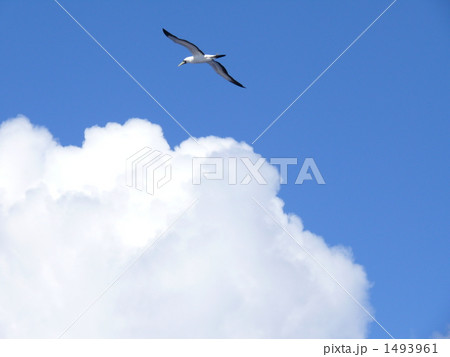 カモメ 1493961