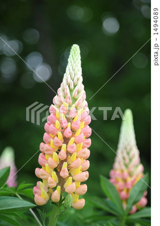 ルピナス ルピナス 1494089