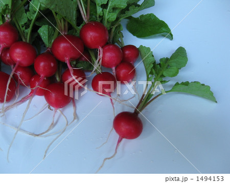 採れたての二十日大根 採れたての二十日大根 1494153