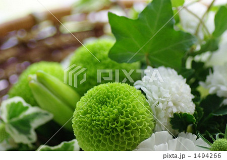 卓上花 卓上花 1494266