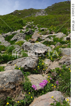 頂上まで続く岩場と高山植物 1494533