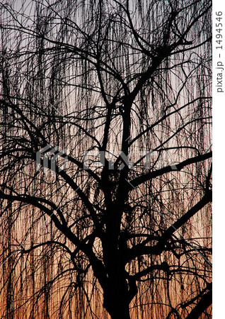 シルエット 1494546