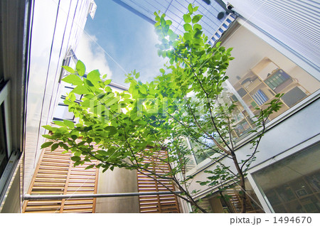 桜のある中庭 1494670
