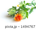 可憐な紅花（末摘花） 1494767