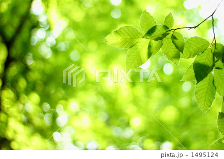 さわやかなブナの森 1495124