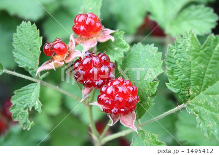 真っ赤な木苺 1495412
