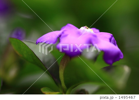 番茉莉 1495467