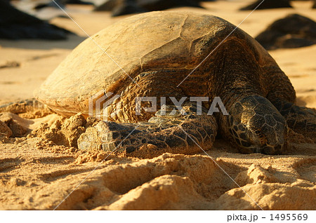 砂浜で休憩するウミガメ 砂浜で休憩するウミガメ 1495569
