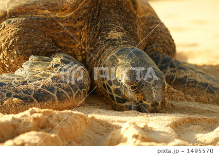 砂浜で休憩するウミガメ 1495570