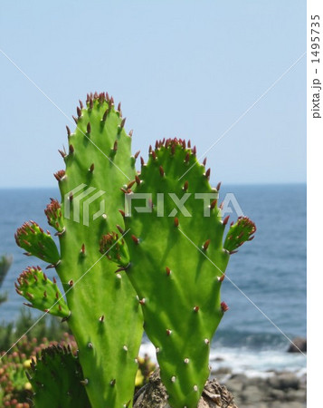 サボテン（初島） 1495735