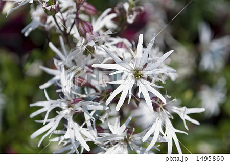 リクニス リクニス 1495860