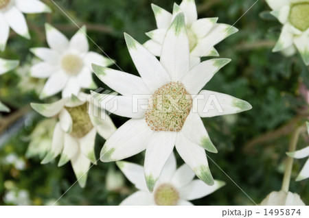 フランネルフラワー 1495874