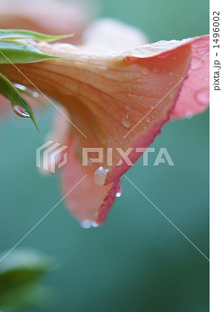 凌霄花 1496002