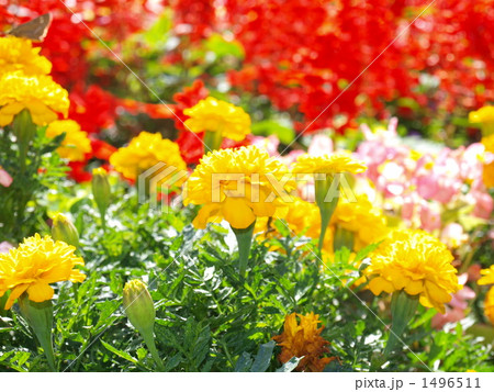 マリーゴールド 黄色 花畑 緑色 赤色 マリーゴールド 黄色 花畑 緑色 赤色 1496511