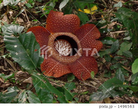 世界最大の花 1496563