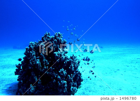 阿波連ビーチ 阿波連ビーチ 1496780