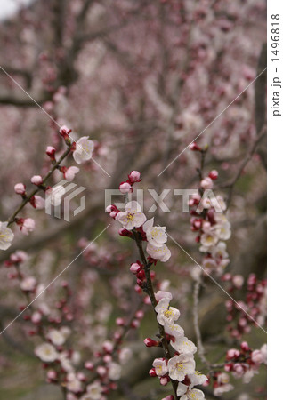 枝々に咲き始めた杏の花と蕾 1496818