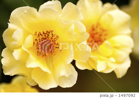 薔薇・品種名/金蓮歩 1497092