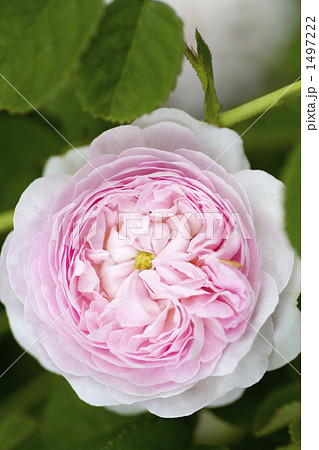 薔薇・品種名/ダッチェス・ド・モンテベロー 薔薇・品種名/ダッチェス・ド・モンテベロー 1497222