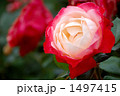 バラの品種、ノスタルジィ 1497415