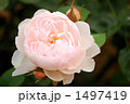 バラの品種、ジェントル・ハーマイオニー 1497419