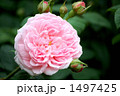 バラの品種、マサコ、エグランティーヌ 1497425