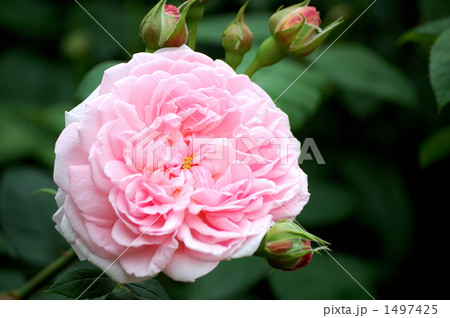 バラの品種 マサコ エグランティーヌの写真素材