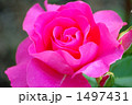 バラの品種、うらら 1497431