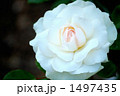 バラの品種、スワンレイクCL 1497435