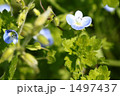 オオイヌノフグリ 1497437