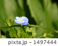 オオイヌノフグリ 1497444