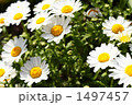 クリサンセマム 1497457