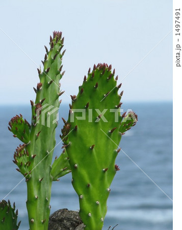 サボテン（初島） 1497491