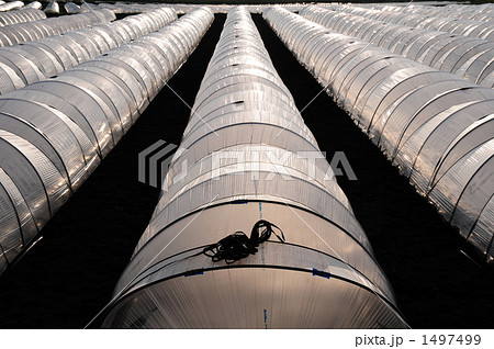 ハウス栽培 1497499