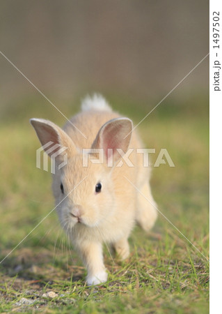 仔うた 仔うた 1497502