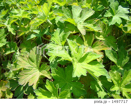 ゲンノショウコ ゲンノショウコ 1497717