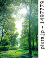 静寂の森 1497779