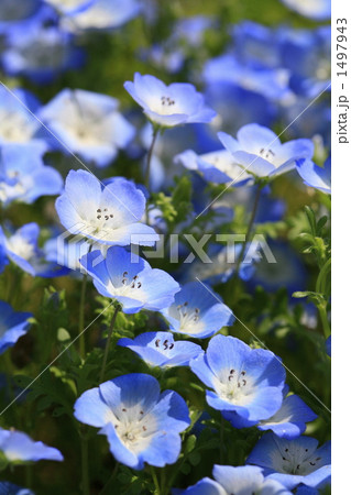 ネモフィラ畑 1497943