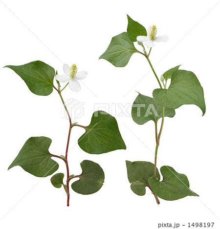 ドクダミ 1498197