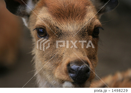 つぶらな瞳 つぶらな瞳 1498229