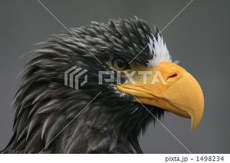 眼光鋭く 1498234