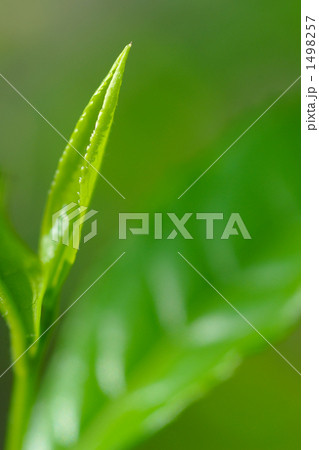 お茶の葉 お茶の葉 1498257