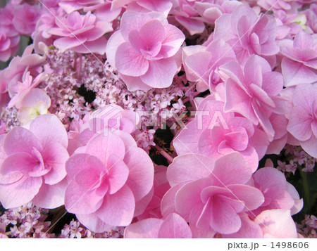 アジサイ 1498606